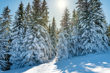 Beautiful Winter Landscape with Pine Trees Covered with Snow . Vitosha Mountain ,Bulgaria 
