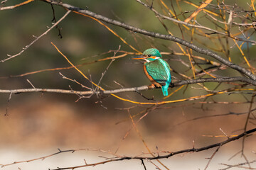Common Kingfisher perched on a tree branch