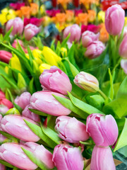 Beautiful colorful tulips background .Spring flowers background 
