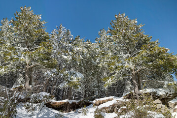 Beautiful Winter Landscape with Pine Trees Covered with Snow . Vitosha Mountain ,Bulgaria 