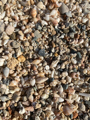 Pebbles washed ashore by the sea and small shells in the rays of the sun. Macro.