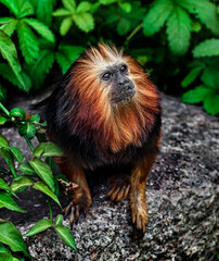Golden-headed lion tamarin on the stone. Latin name - Leontopithecus chrysomelas