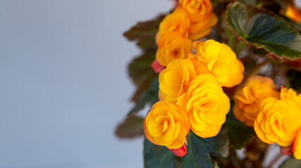Beautiful yellow terry begonia elatior. Home plants, hobby, floriculture.