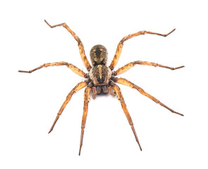Carolina wolf spider - Hogna carolinensis - facing camera,  extreme detail throughout, isolated cutout on white background, dorsal view from front and above