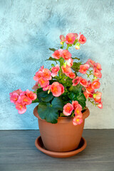 Beautiful blooming pink begonia. Home plants, hobby, floriculture.