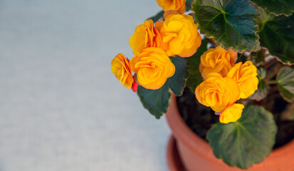 Beautiful yellow terry begonia elatior. Home plants, hobby, floriculture.
