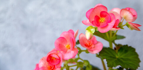 Beautiful blooming pink begonia elatior with copy space. Home plants, hobby, floriculture.