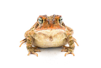 toad isolated on white background.  Southern toad - Anaxyrus terrestris - front view showing cranial knobs