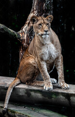 Lioness on the beam. Latin name - Panthera leo	