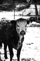 Speckled longhorn crossbred cow in winter snow closeup.