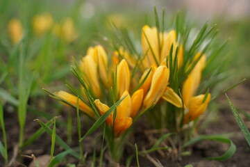 Spring crocus, Giant Dutch crocus Crocus vernus, crocuses flowering on a crocus meadow in spring