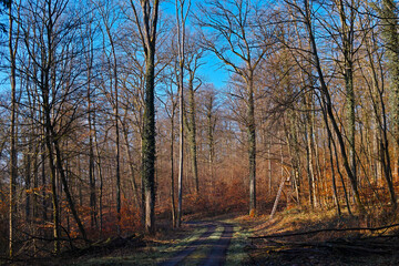Forstwald, Weg, Einschlag, sonniger Tag