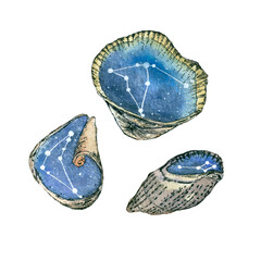 A set of seashells with the reflection of stars, isolates. Watercolor illustration.