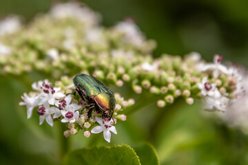 Green Scarab Beetle