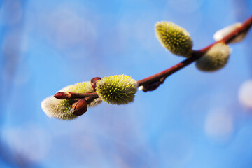 Willow bud on blue sky background. Macro of willow branch with yellow catkins flower. Easter plant background. Fluffy buds.