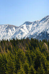 Beautiful view of the snowy mountains with blue sky , no clouds during day in the spring. Spring meadow with snow and knee-timber. West Tatras, Slovakia, Liptovsky Mikulas.