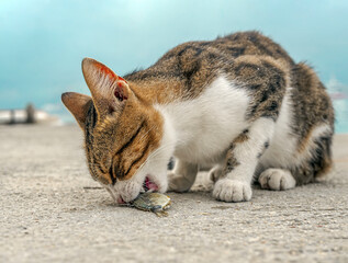 Cat is eating small freshly caught fish on the beach with eyes closed in pleasure. Close-up