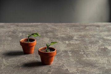 baby hibiscus sprouting in tiny terracotta pots on a concrete cement table top