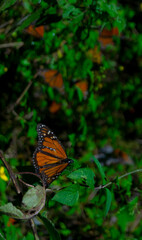 Family of Monarch butterfly