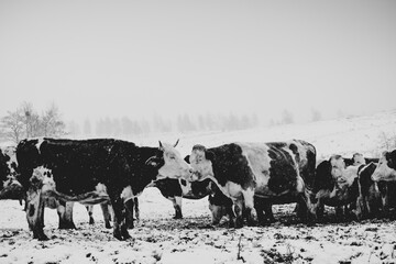 Cows in a snow covered field in Apuseni Romania
