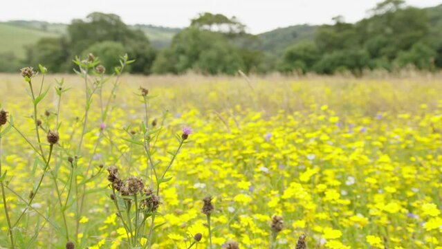 Wildflower meadow predominantly corn marigold camera wide angle