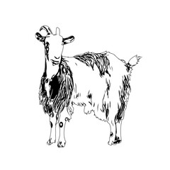 Black and white sketch of a goat with transparent background