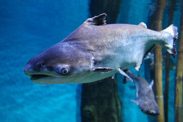 Naklejka premium Fish under water, Giant pangasius (Pangasianodon hypophthalmus)