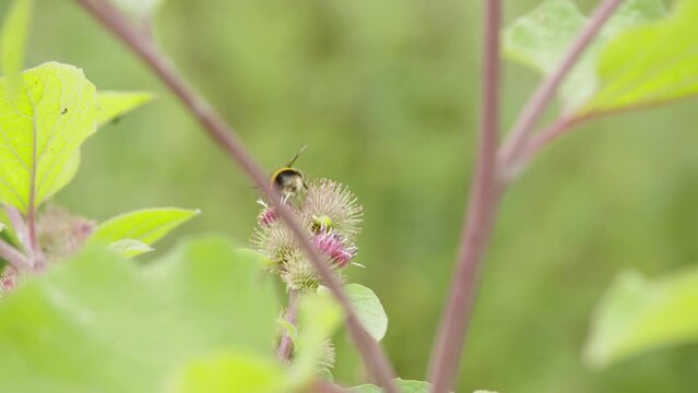 Bumblebee feeding on thistle wild flower then taking off