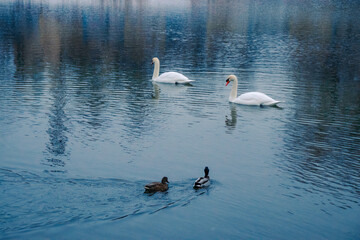 White swan with ducks in the water on the lake