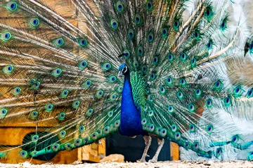 Fotobehang Peacock: The Bird with the Brilliant Feathers © ralij