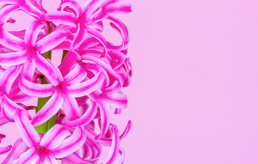 Fototapeta na wymiar Pink hyacinth flower on a pink background closeup with copy space