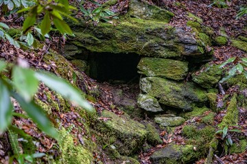tree, forest, fungus, nature, bark, mold, wood, green, trunk, birch, park, moss, leaf, plant, trees, spring, woods, outdoors, summer, pine, old, autumn, ivy, leaves, day, brown, natural