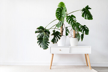 Green tropical monstera plants on toilet table in light and airy interior of room © dark_blade