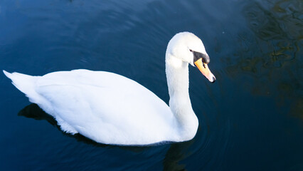 Fototapeta na wymiar white swan swimming in the lake in town park