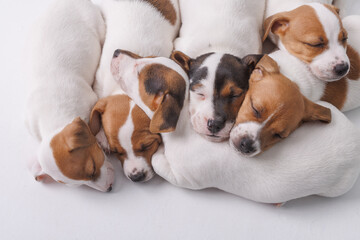 sleeping jack russell terrier puppies on isolated white background