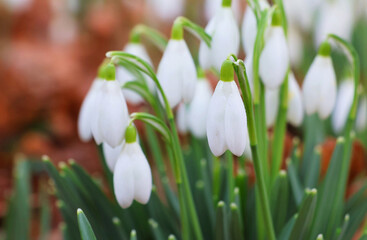 White snowdrops in close-up. Galantus Nivalis. Selective focus.