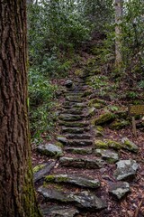 tree, forest, fungus, nature, bark, mold, wood, green, trunk, birch, park, moss, leaf, plant, trees, spring, woods, outdoors, summer, pine, old, autumn, ivy, leaves, day, brown, natural