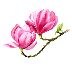 Watercolor magnolia pink flower