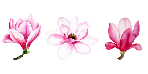 Watercolor magnolia pink flowers
