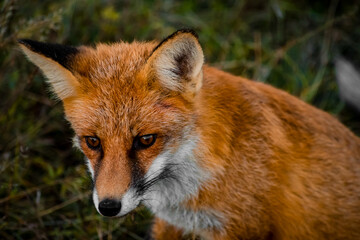 Close up portrait of a wild friendly orange fox in natural habitat, Apuseni Mountains, Romania