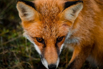 Close up portrait of a wild friendly orange fox in natural habitat, Apuseni Mountains, Romania