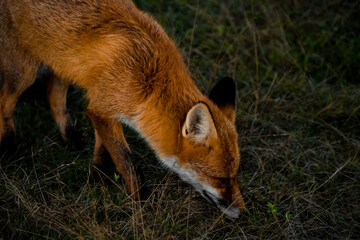 Close up portrait of a wild friendly orange fox in natural habitat, Apuseni Mountains, Romania