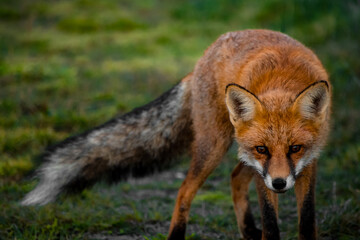 Close up portrait of a wild friendly orange fox in natural habitat, Apuseni Mountains, Romania