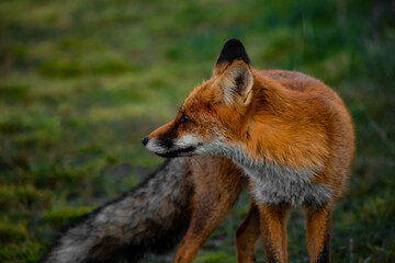 Close up portrait of a wild friendly orange fox in natural habitat, Apuseni Mountains, Romania