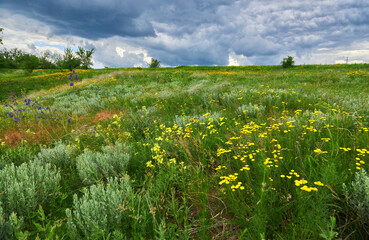 summer landscape with blossoming flowers meadow. wild flowers