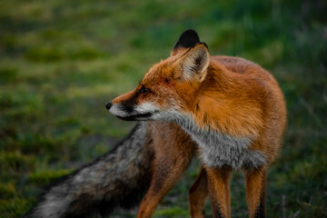 Close up portrait of a wild friendly orange fox in natural habitat, Apuseni Mountains, Romania