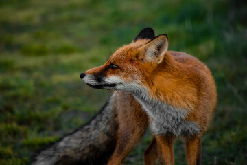 Close up portrait of a wild friendly orange fox in natural habitat, Apuseni Mountains, Romania
