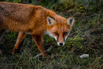 Close up portrait of a wild friendly orange fox in natural habitat, Apuseni Mountains, Romania
