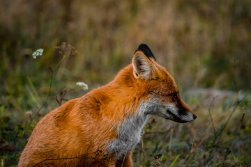 Naklejka na ściany i meble Close up portrait of a wild friendly orange fox in natural habitat, Apuseni Mountains, Romania