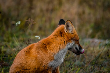 Close up portrait of a wild friendly orange fox in natural habitat, Apuseni Mountains, Romania